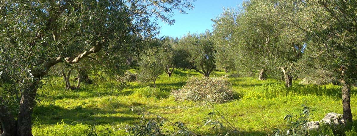 Olivenfelder Kallista olivenoel Bio nativ extra Kalamata